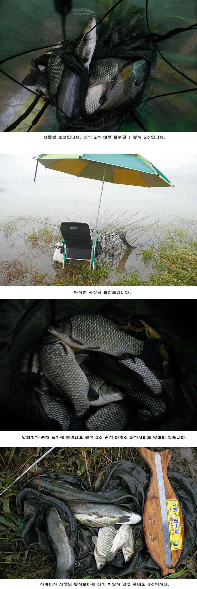 청도권 청도천 빵빵 터집니다 (조황조행기 - 특파원조황)