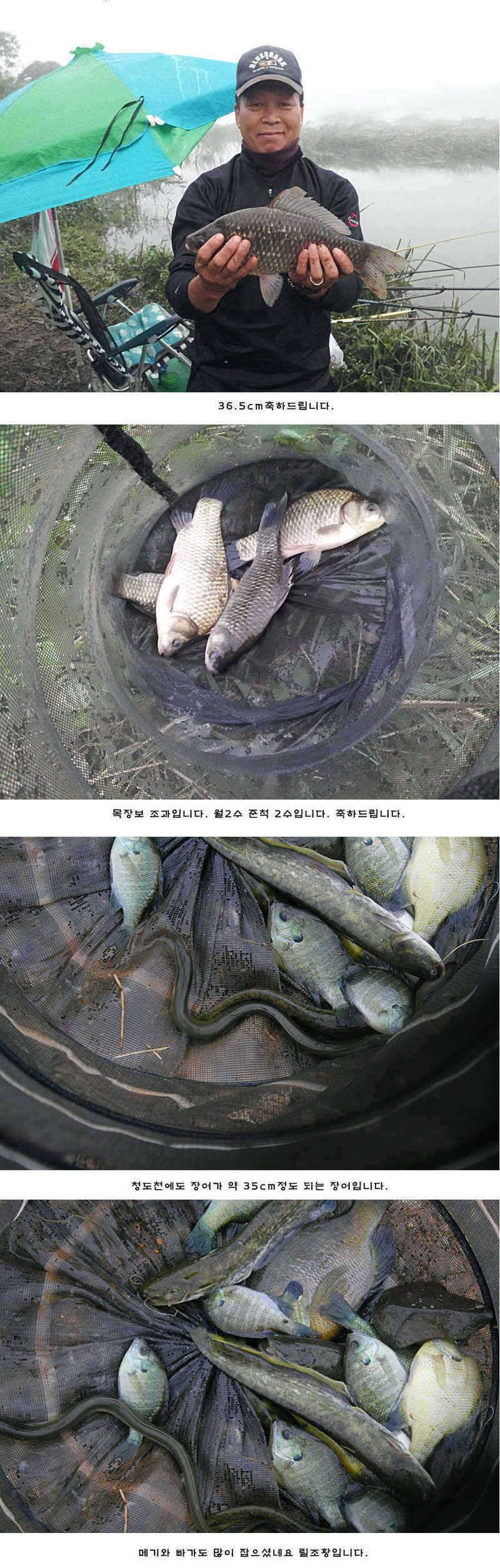 청도권 청도천 빵빵 터집니다 (조황조행기 - 특파원조황)