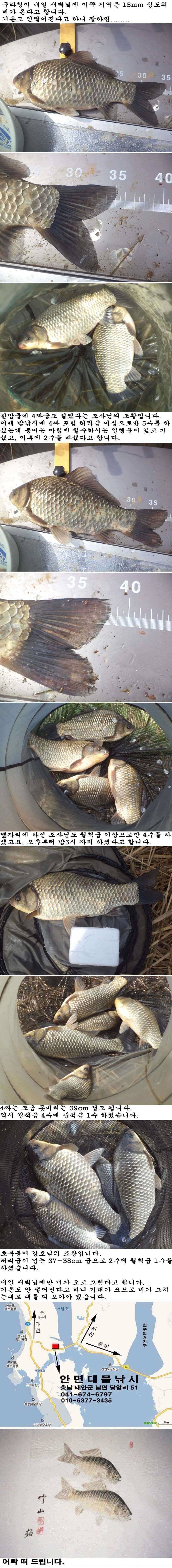 46 부남호 허리급 이상 월척급들 조황 (조황조행기 - 특파원조황)