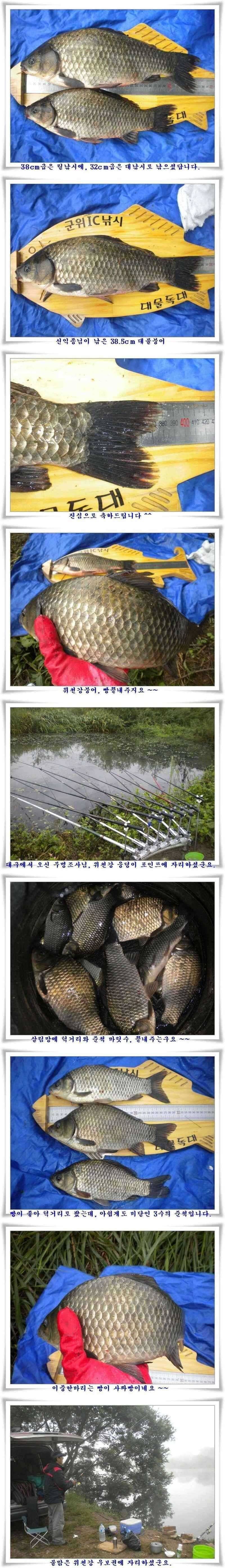 소류지강월준척에 마릿수 (조황조행기 - 특파원조황)