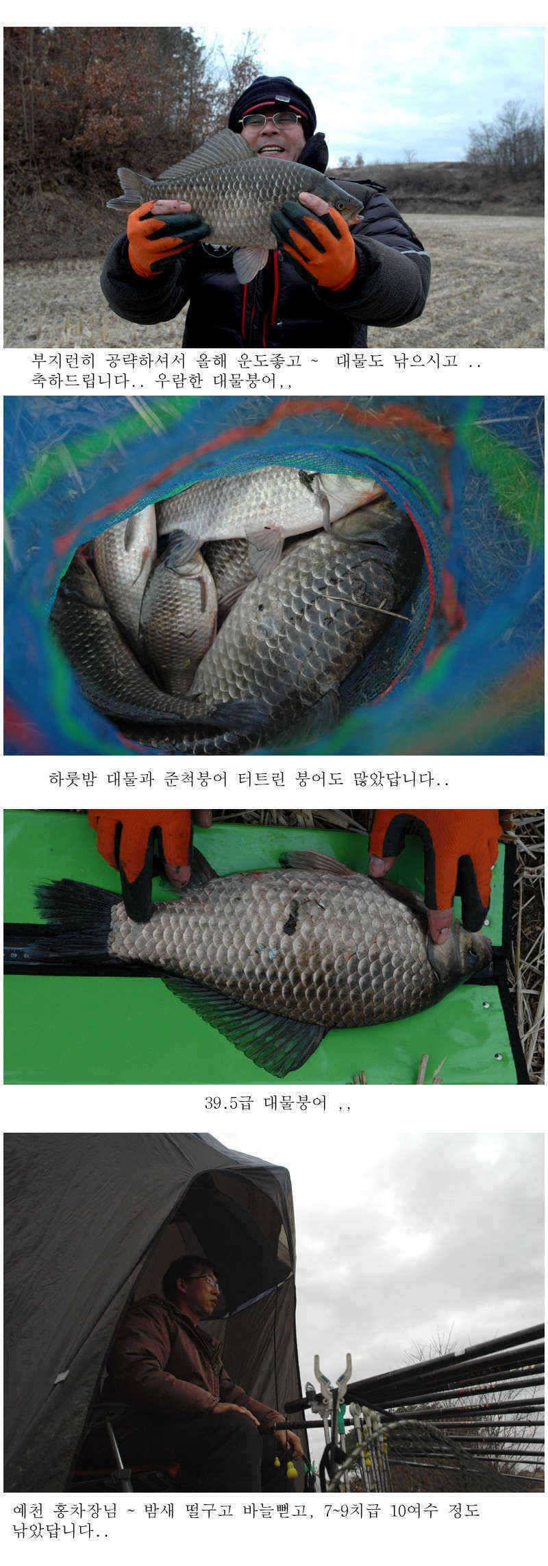 예천권 붕어손맛과 대물붕어의 만남이 시작됩니다 (조황조행기 - 특파원조황)