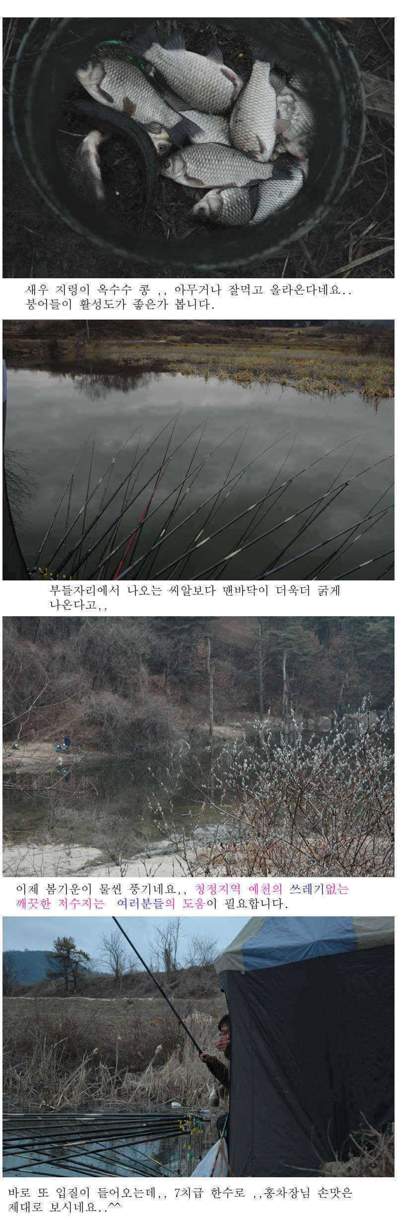 예천권 붕어손맛과 대물붕어의 만남이 시작됩니다 (조황조행기 - 특파원조황)
