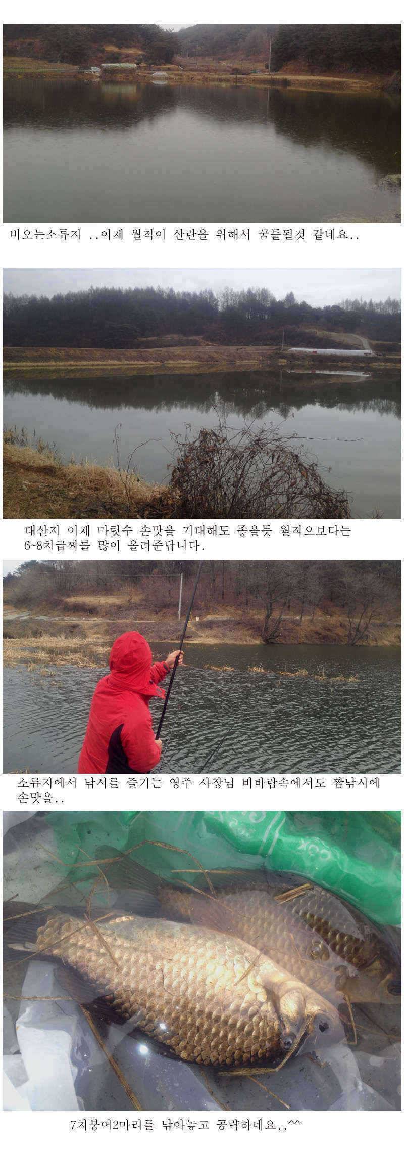 예천권 붕어손맛과 대물붕어의 만남이 시작됩니다 (조황조행기 - 특파원조황)