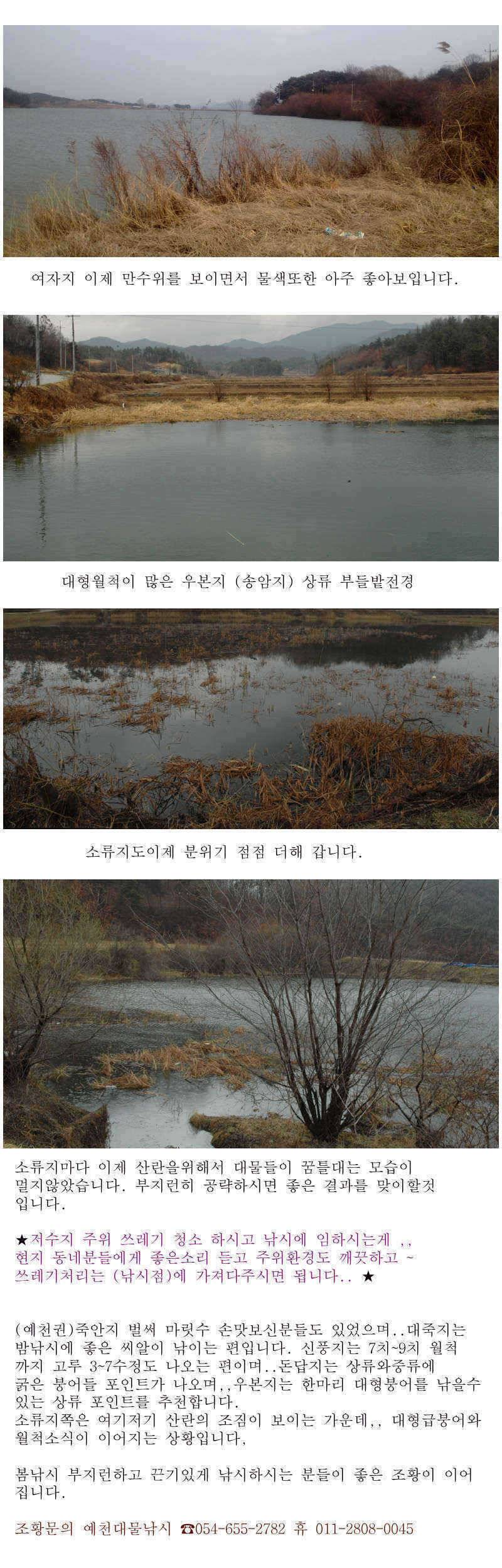 예천권 붕어손맛과 대물붕어의 만남이 시작됩니다 (조황조행기 - 특파원조황)