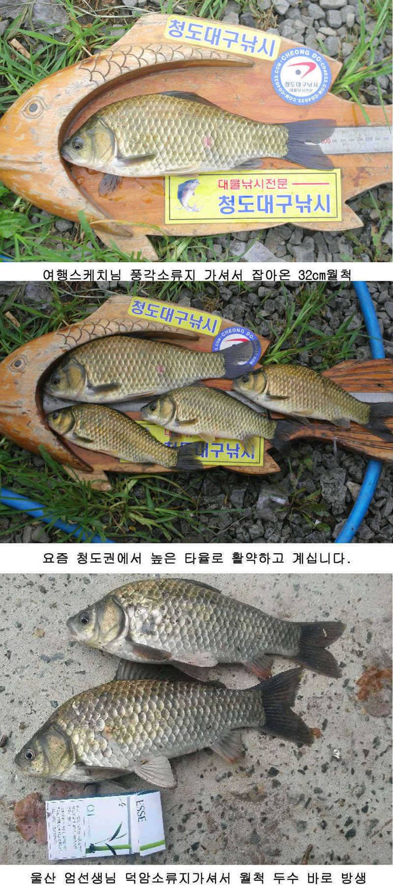 오짜 그리고 청도권 주말조황 (조황조행기 - 특파원조황)