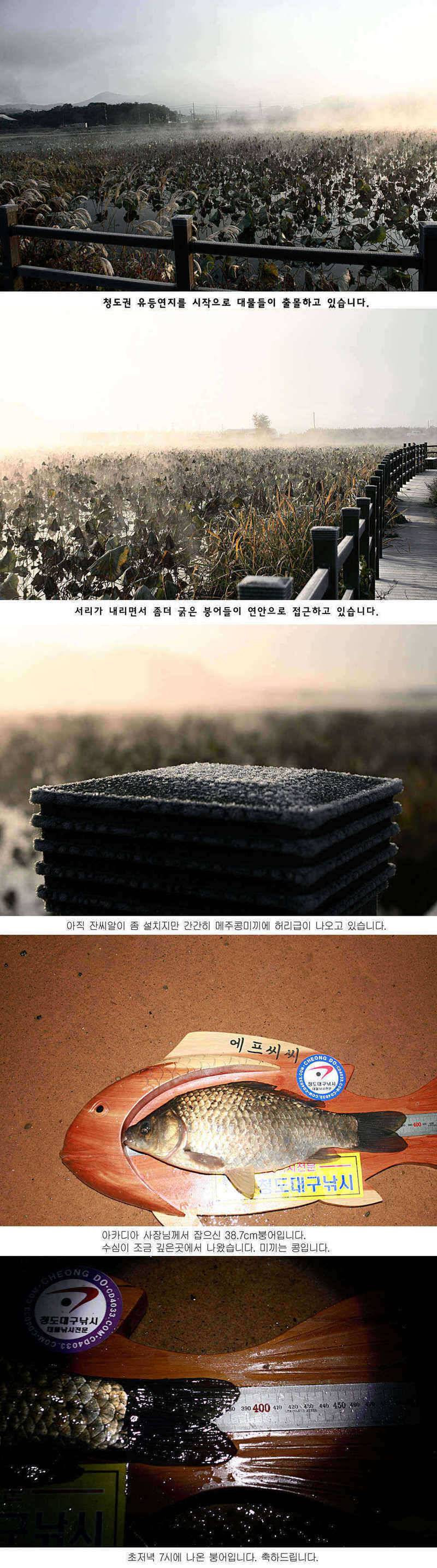 청도권 387cm 36cm대물 시즌 (조황조행기 - 특파원조황)