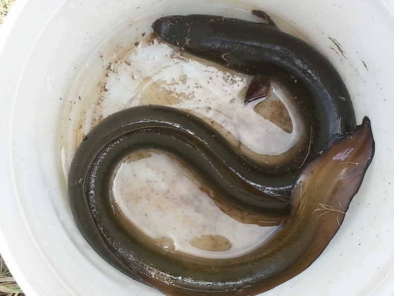 하천 4짜 대물붕어 후산 서운 화암리 장어소식 (조황조행기 - 특파원조황)
