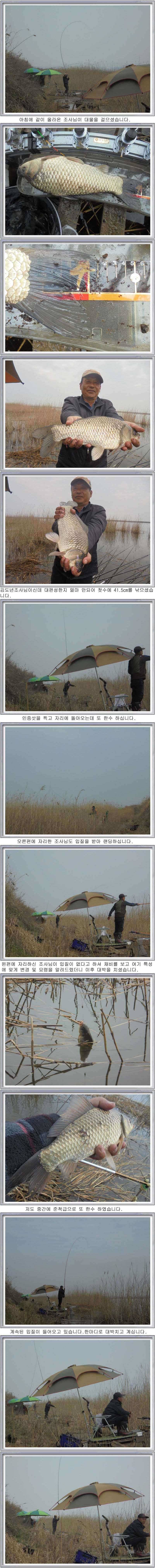 411 부남호 연일 대박 행진 조황 (조황조행기 - 특파원조황)