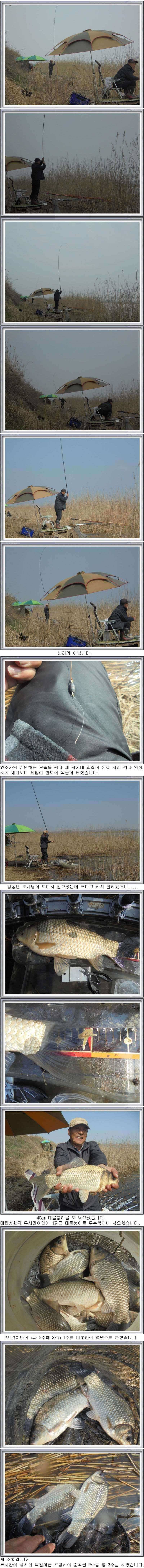 411 부남호 연일 대박 행진 조황 (조황조행기 - 특파원조황)