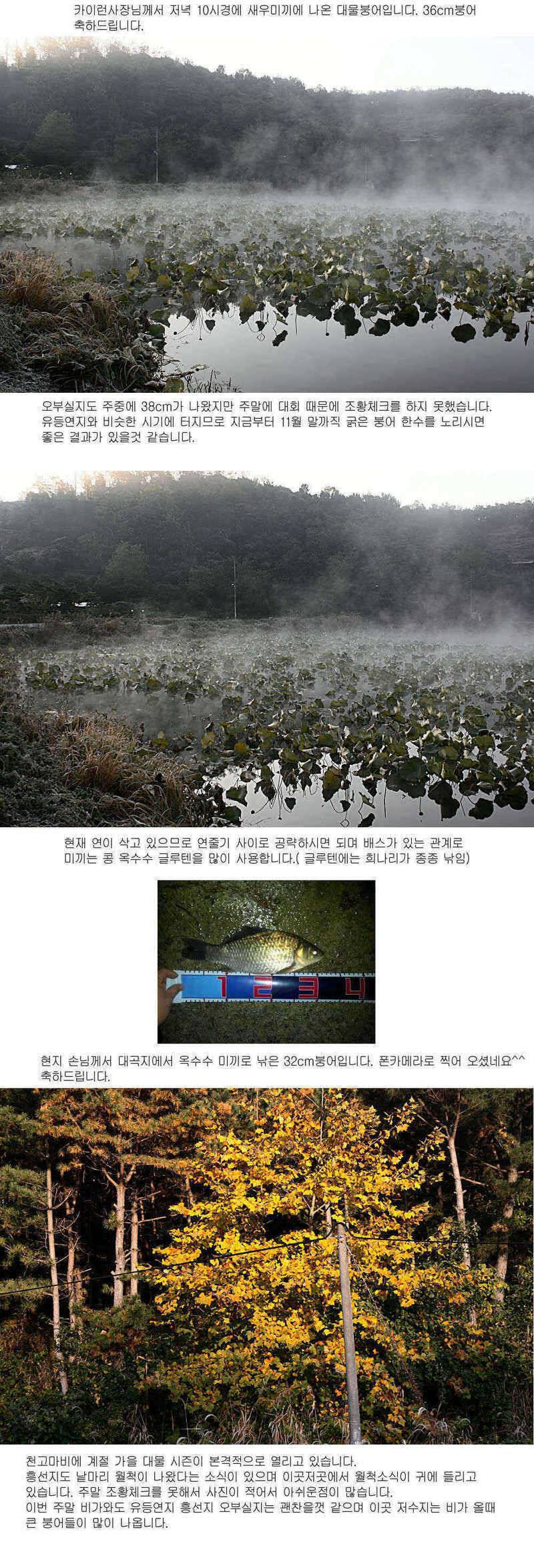 청도권 387cm 36cm대물 시즌 (조황조행기 - 특파원조황)