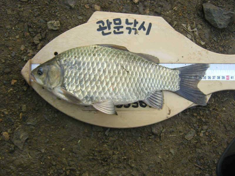 충주호 첫 36cm급 대물붕어 (조황조행기 - 특파원조황)