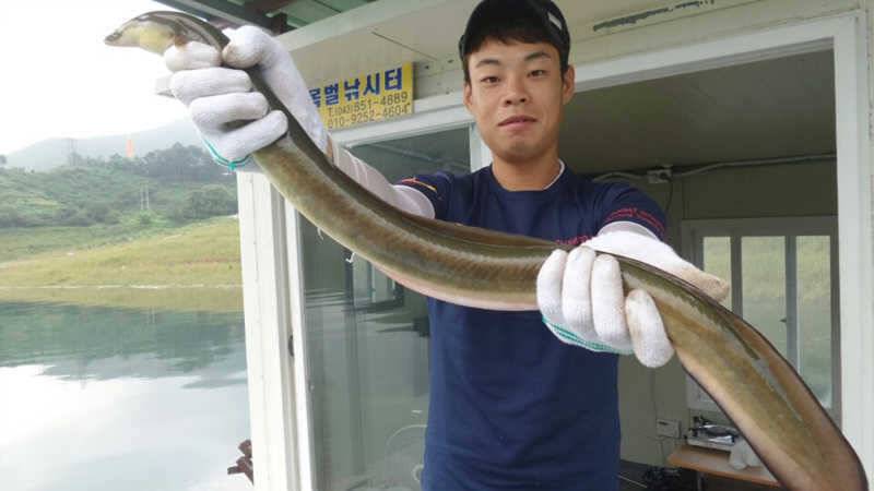 목벌리 서운리 장어 조황이 살아나고 있습니다 (조황조행기 - 특파원조황)