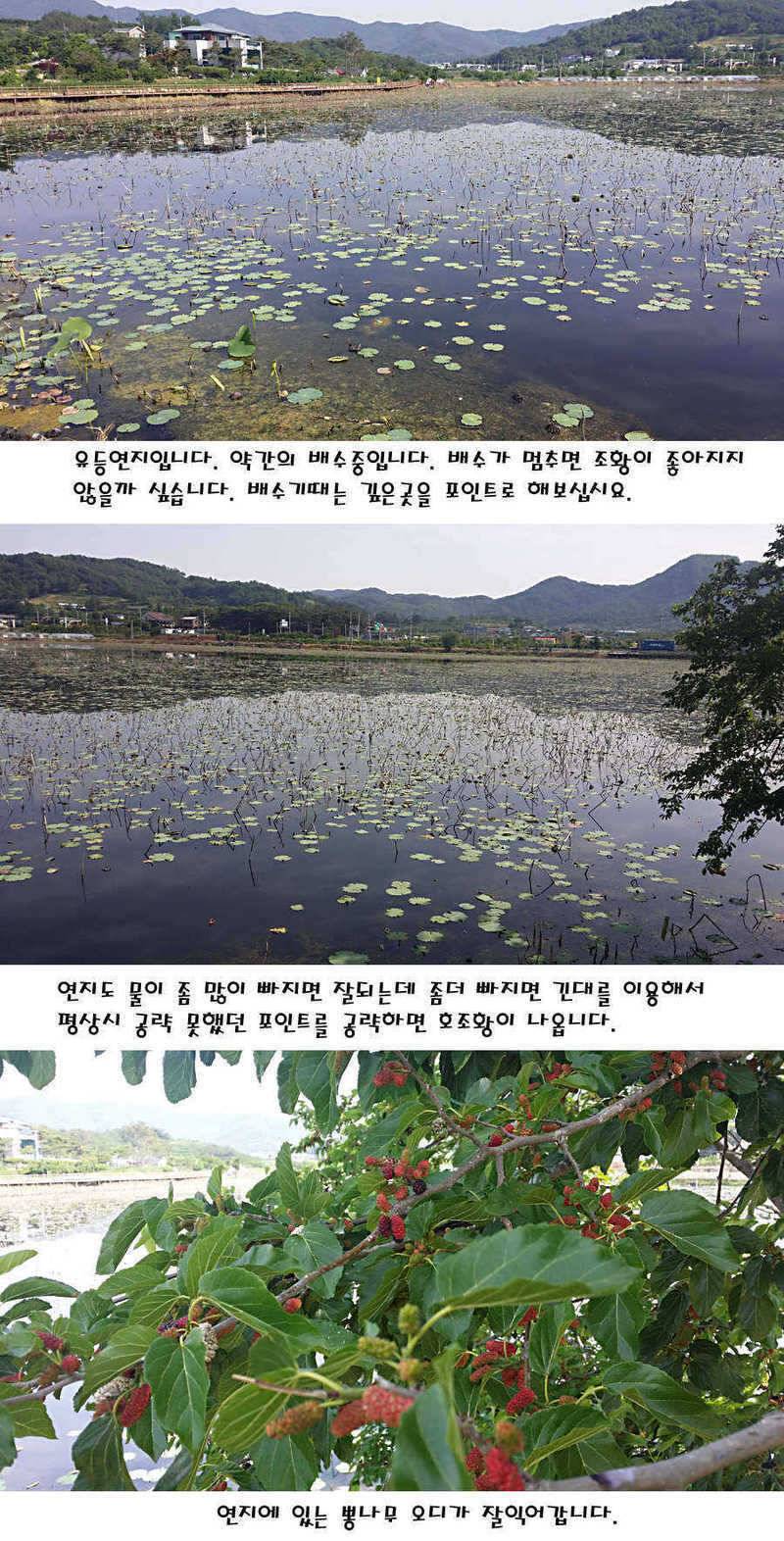 청도권 지난주 조황정보 (조황조행기 - 특파원조황)
