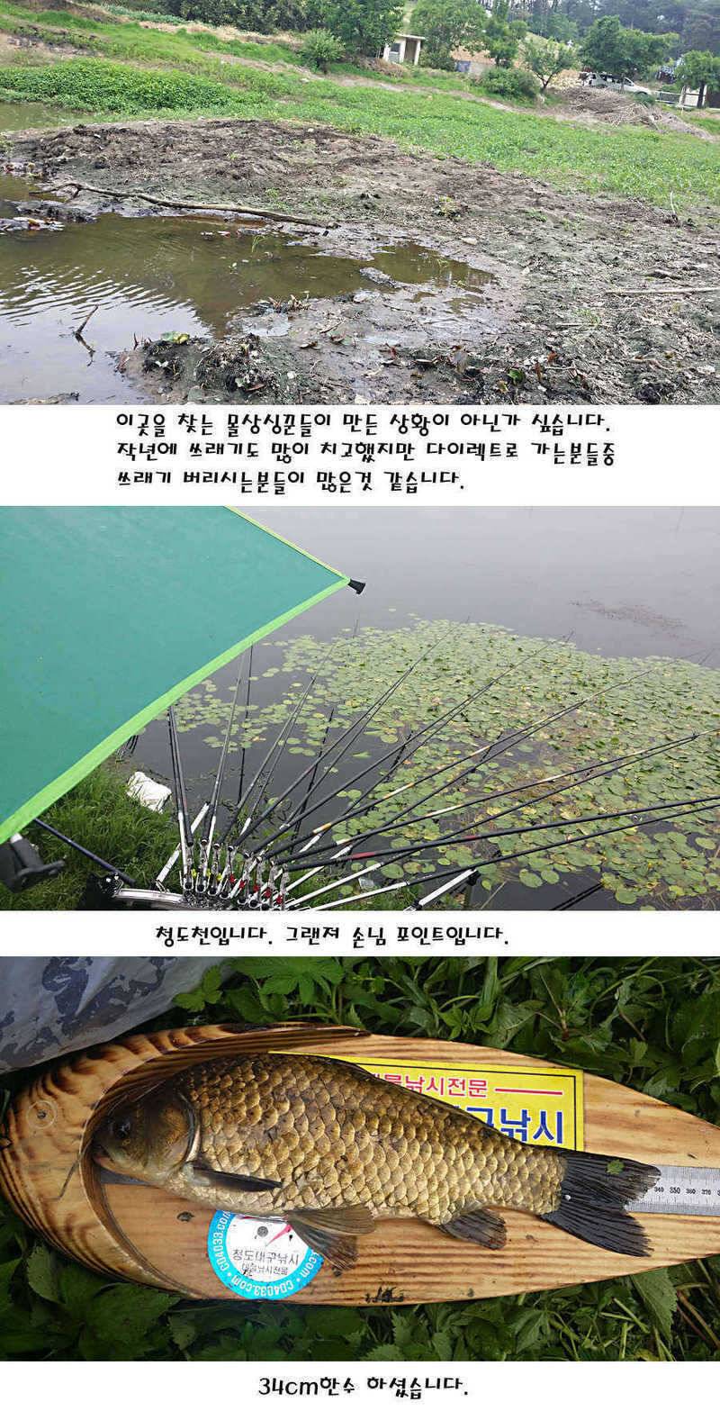 청도권 지난주 조황정보 (조황조행기 - 특파원조황)