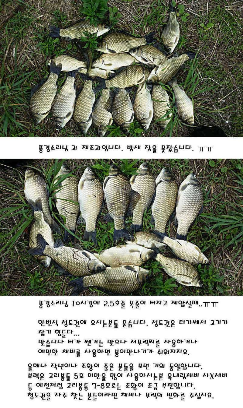 청도권 지난주 조황정보 (조황조행기 - 특파원조황)