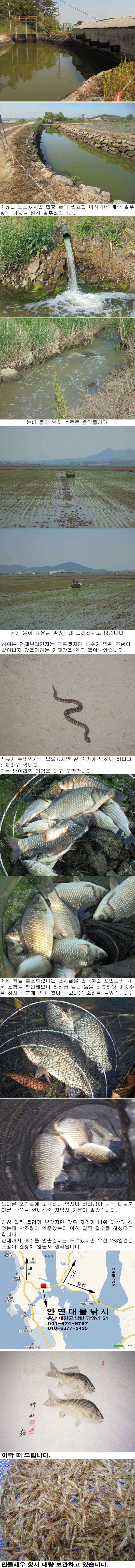 521 부남호 배수 상황 및 주말 조황 (조황조행기 - 특파원조황)