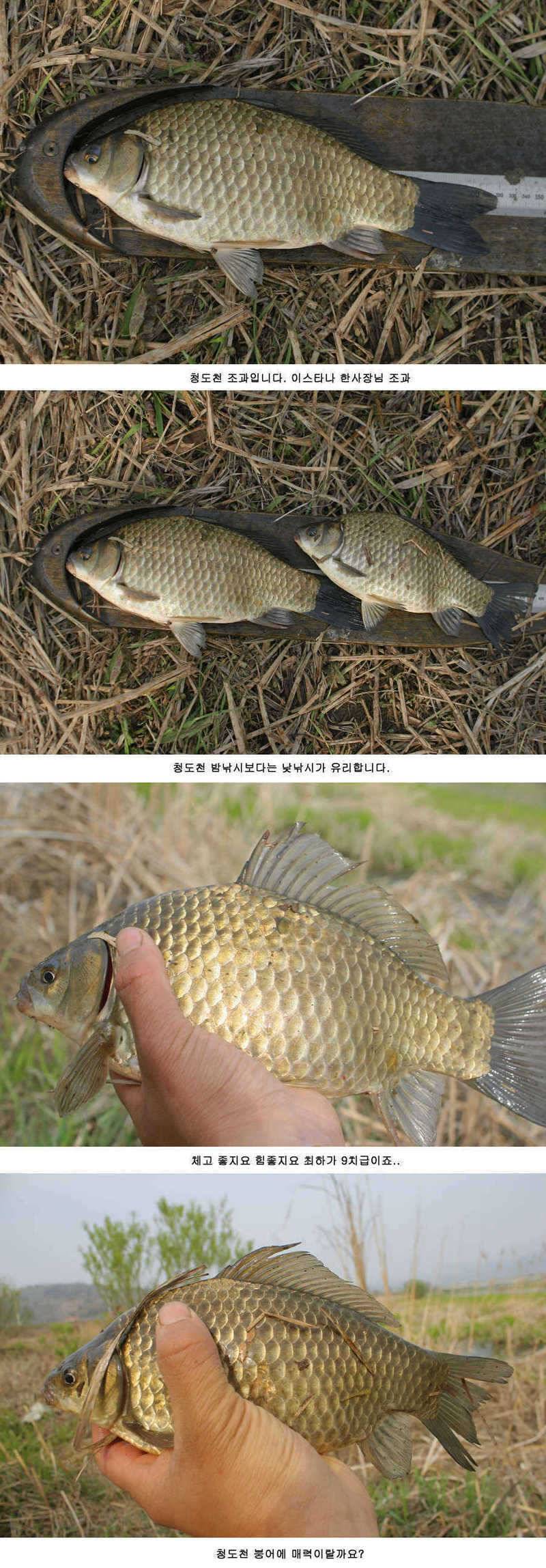 청도권 주중 조황정보 (조황조행기 - 특파원조황)