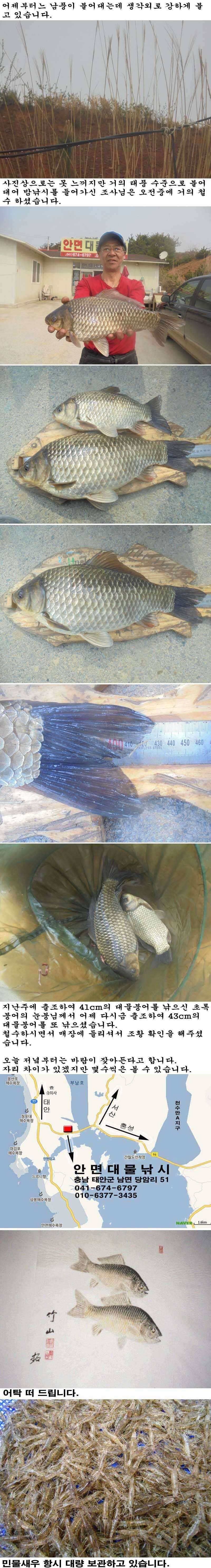 416 부남호 43cm 대물붕어 조황 (조황조행기 - 특파원조황)