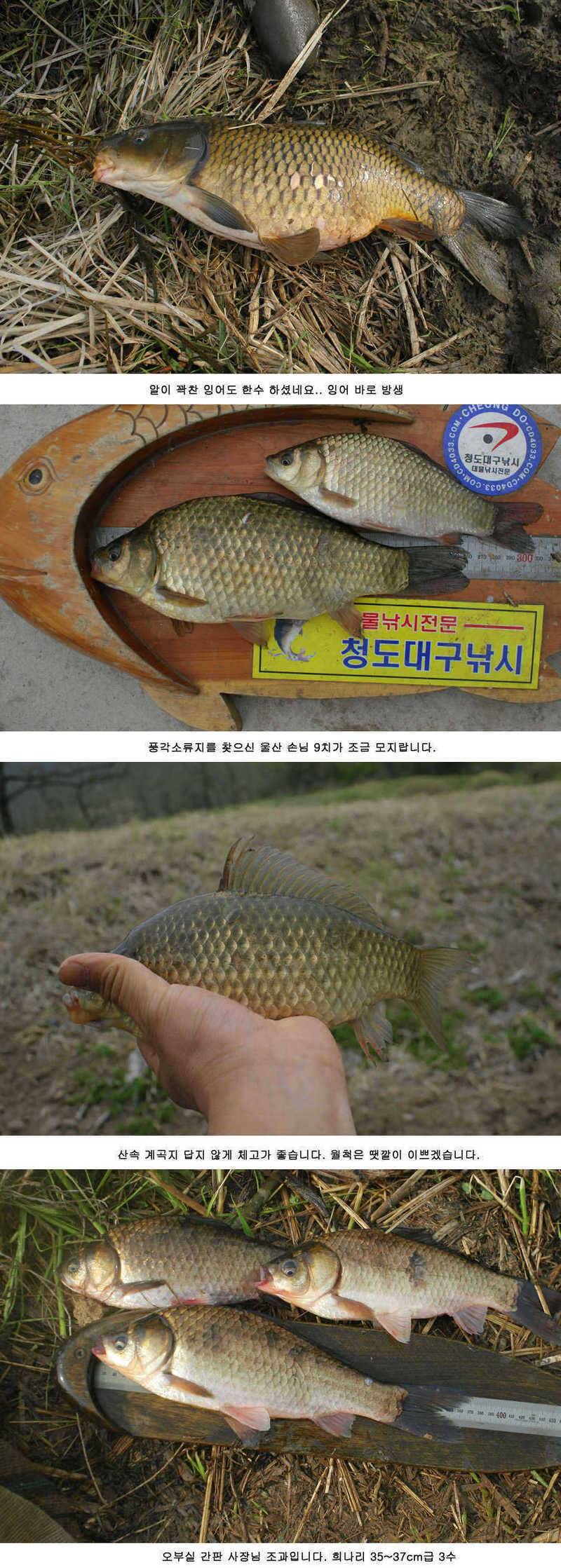 청도권 주중 조황정보 (조황조행기 - 특파원조황)