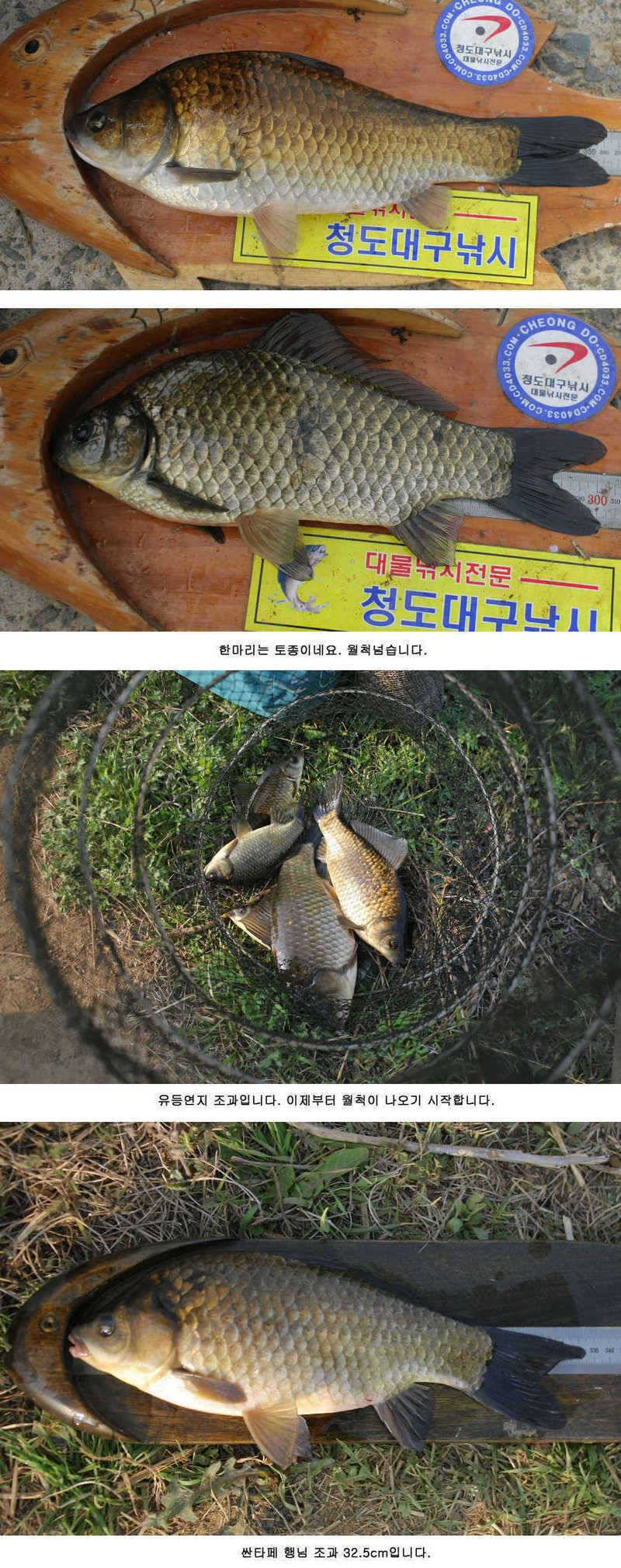 청도권 주중 조황정보 (조황조행기 - 특파원조황)