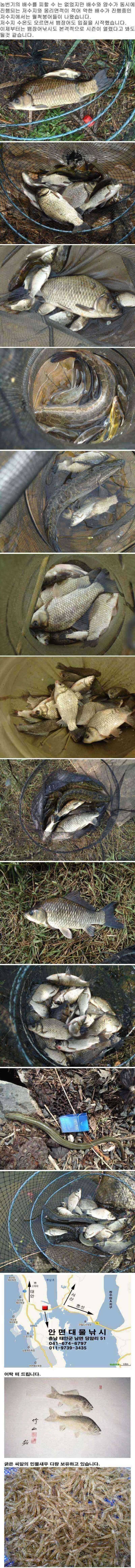 안면도권 저수지 및 수로 주말 조황 안내 (조황조행기 - 특파원조황)