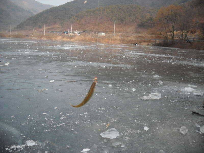 새해 복 많이 받으세요 (조황조행기 - 특파원조황)