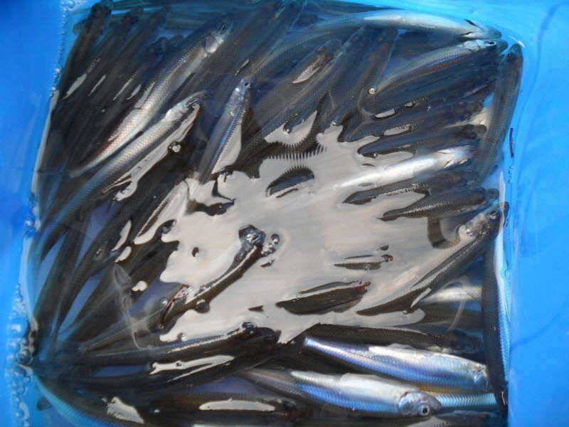 새해 복 많이 받으세요 (조황조행기 - 특파원조황)