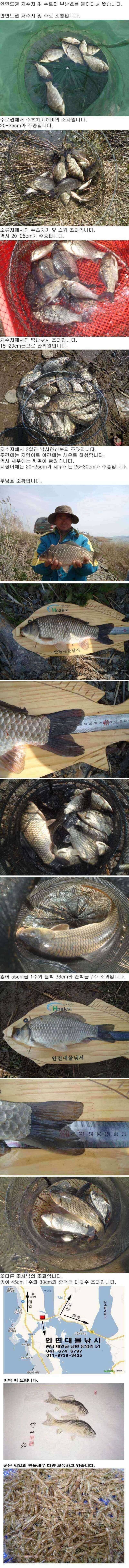 안면도권 저수지 및 수로 부남호 주중 조황 안내 (조황조행기 - 특파원조황)