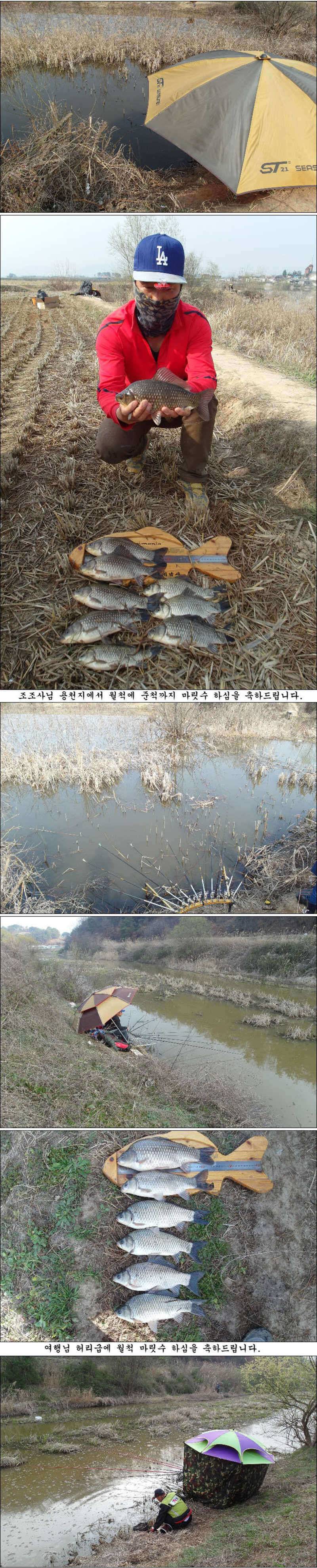허리급 마릿수에 월척 마릿수 조황 (조황조행기 - 특파원조황)