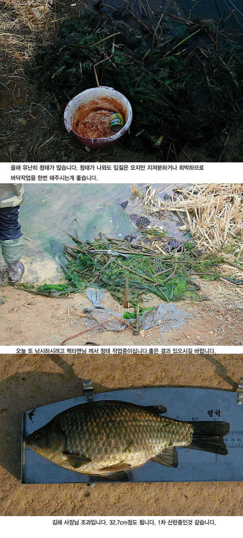 청도권 3033cm까지 45수 (조황조행기 - 특파원조황)
