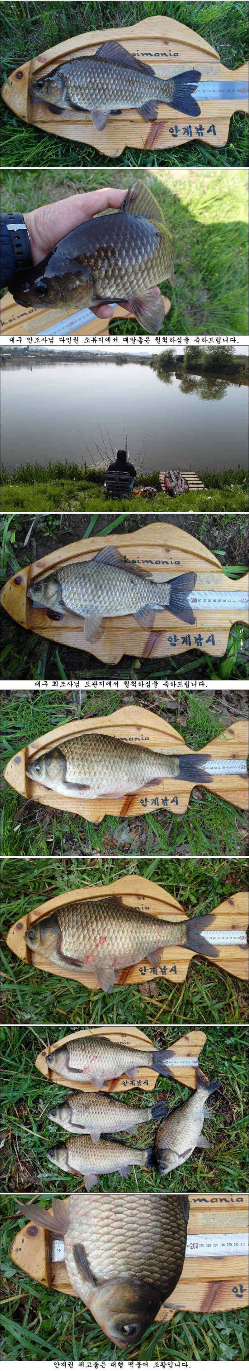 때월척과 허리급 조황입니다 (조황조행기 - 특파원조황)