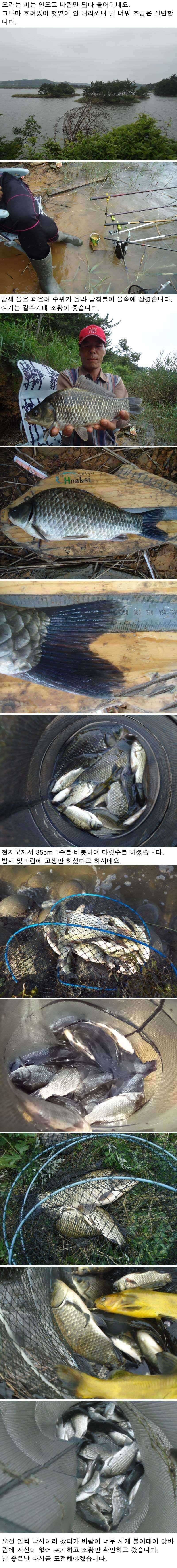 710 안면도권 저수지 연일 이어지는 마릿수 조황 (조황조행기 - 특파원조황)