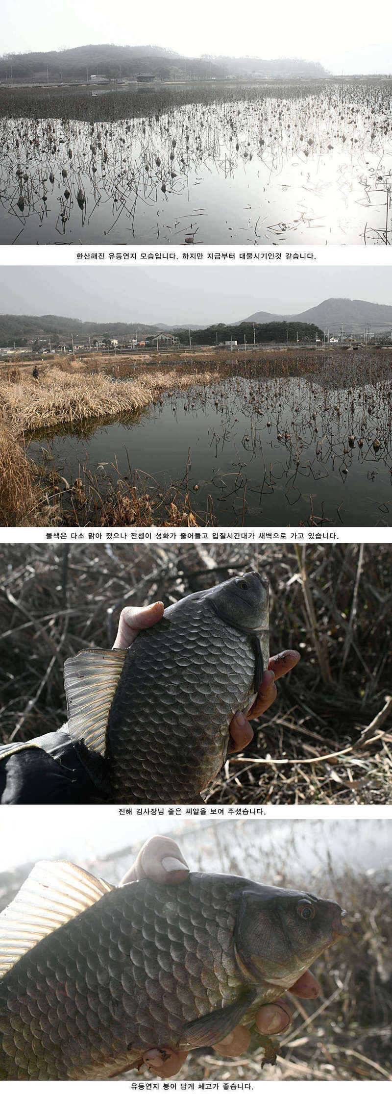 청도권 주중조황정보 (조황조행기 - 특파원조황)