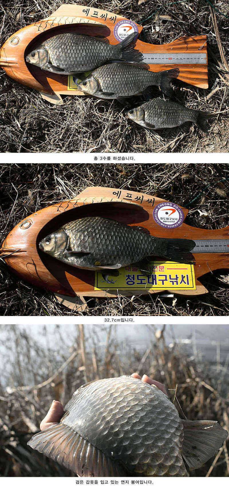 청도권 주중조황정보 (조황조행기 - 특파원조황)