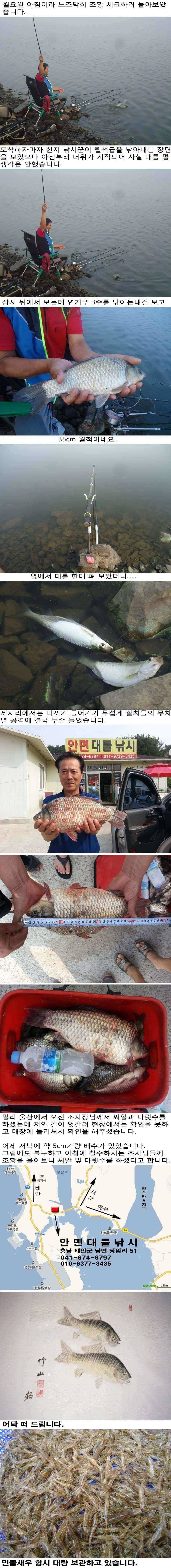 728 부남호 약한 배수에도 나온 씨알 및 마릿수 조황 (조황조행기 - 특파원조황)