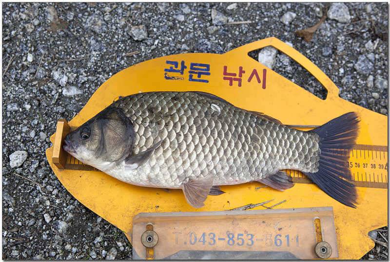 소류지 월척칠성지 대물 (조황조행기 - 특파원조황)
