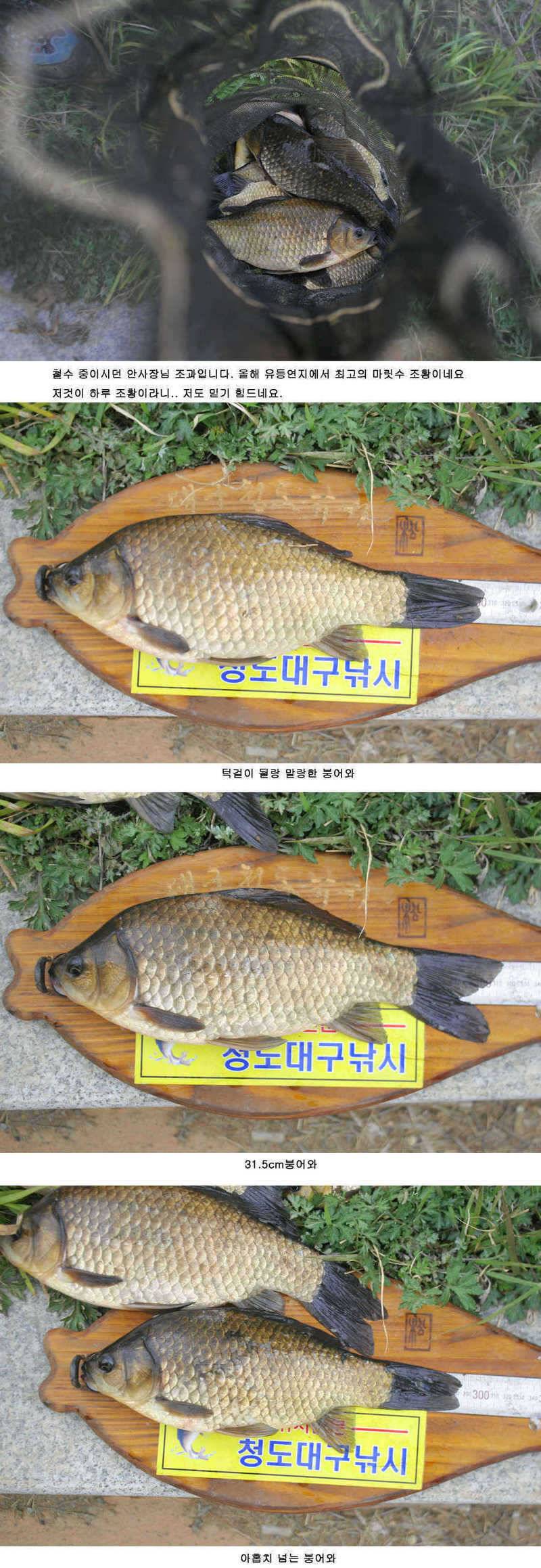 청도권 46 44 43 대물낚시의 메카 (조황조행기 - 특파원조황)