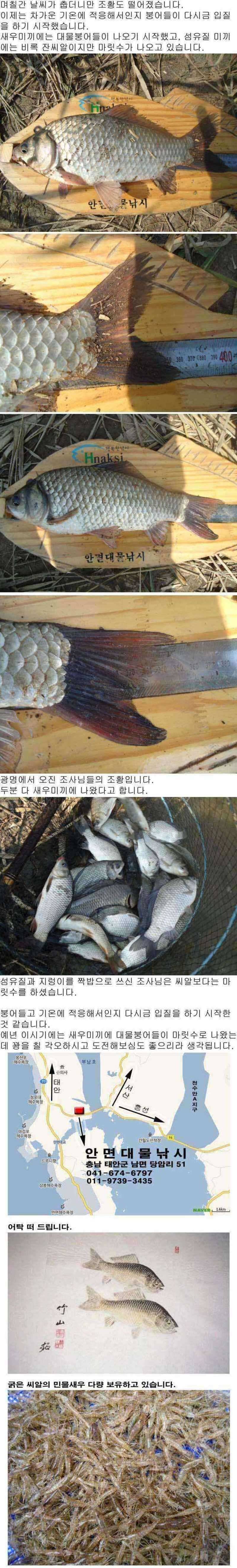 부남호 되살아난 조황 (조황조행기 - 특파원조황)