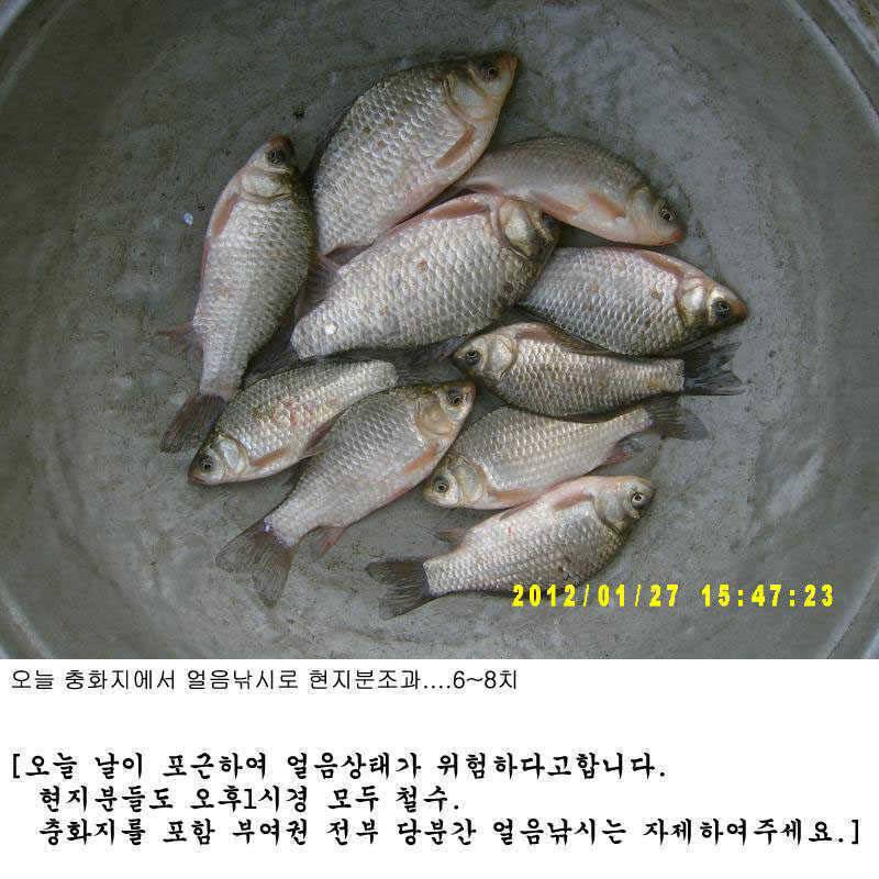 부여권 얼음낚시 위험 (조황조행기 - 특파원조황)
