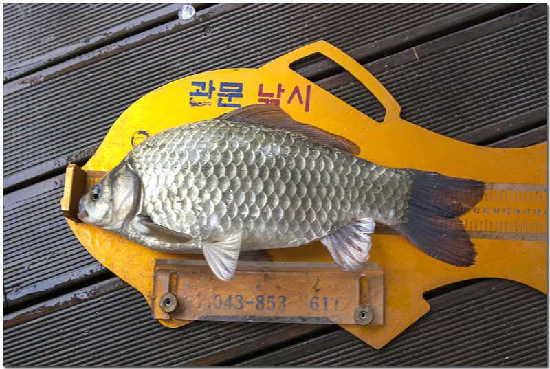 신매 낚시터 43 cm 대물 (조황조행기 - 특파원조황)