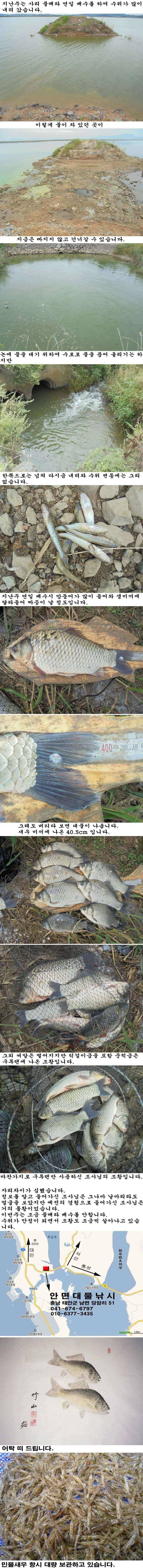 917 부남호 잡어들 공격을 극복하여 나온 405cm 대물붕어 조황 (조황조행기 - 특파원조황)