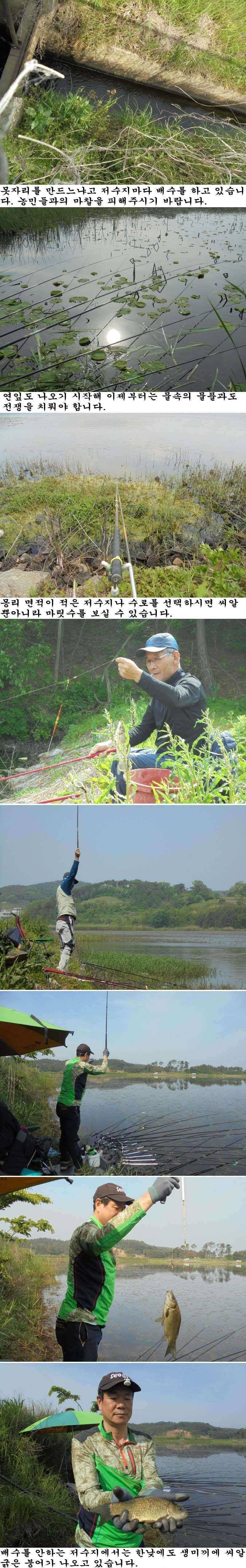 517 안면도권 저수지 및 수로 월척급 연탄붕어 조황 (조황조행기 - 특파원조황)