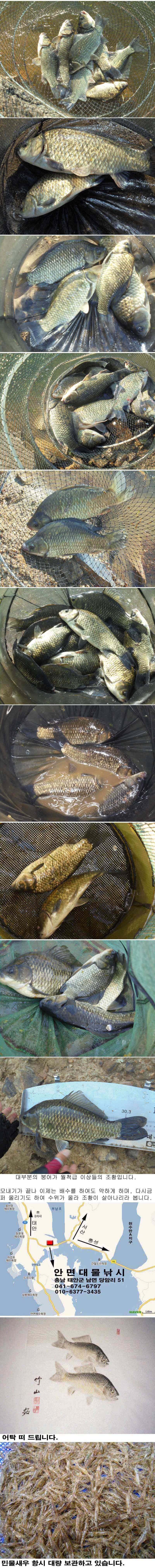4짜급 대물붕어 및 월척급 붕어 마릿수 대박 조황 (조황조행기 - 특파원조황)