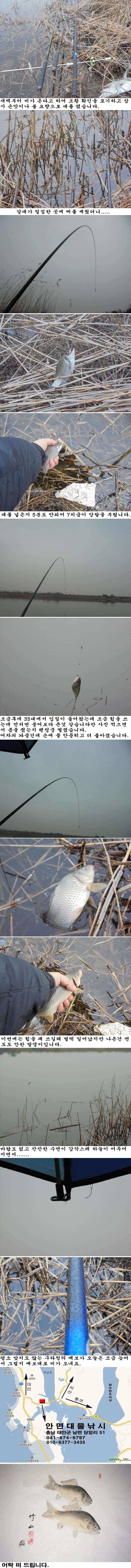 봄붕어 소식 (조황조행기 - 특파원조황)
