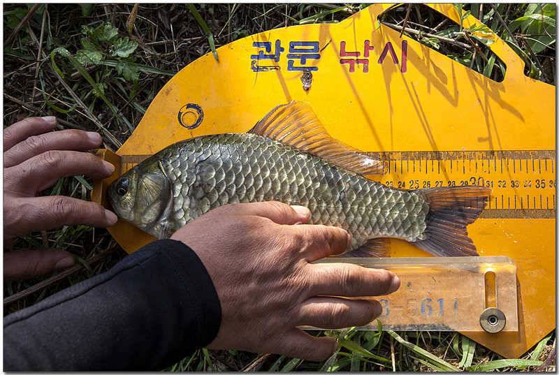 늘푸른 장어소류지 월척 (조황조행기 - 특파원조황)