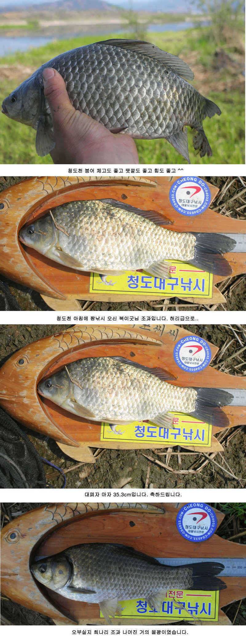 청도권 주말 조황 정보 (조황조행기 - 특파원조황)