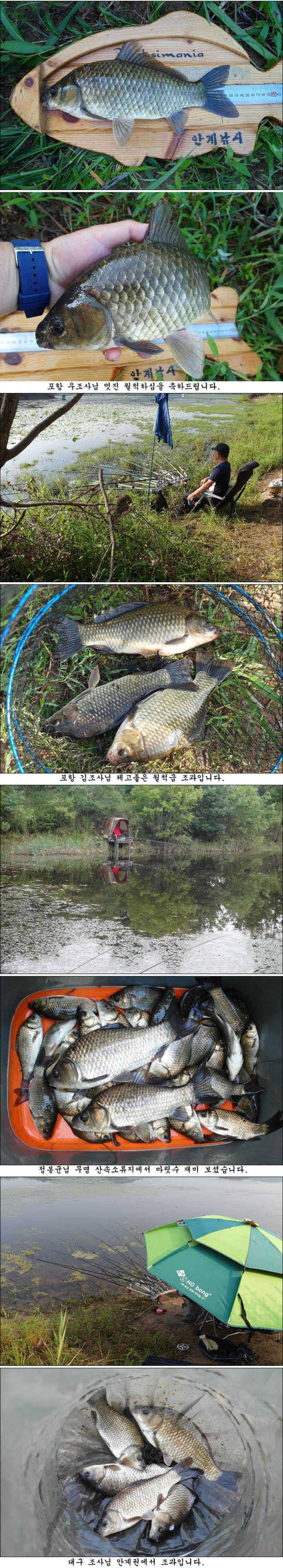 폭염속에서도 대물과 월척들이 (조황조행기 - 특파원조황)