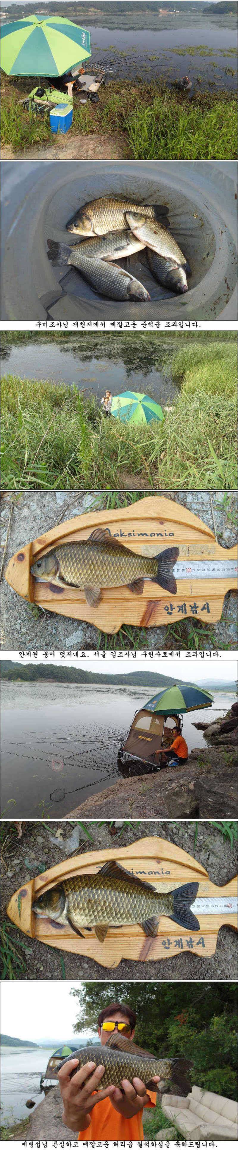 폭염속에서도 대물과 월척들이 (조황조행기 - 특파원조황)