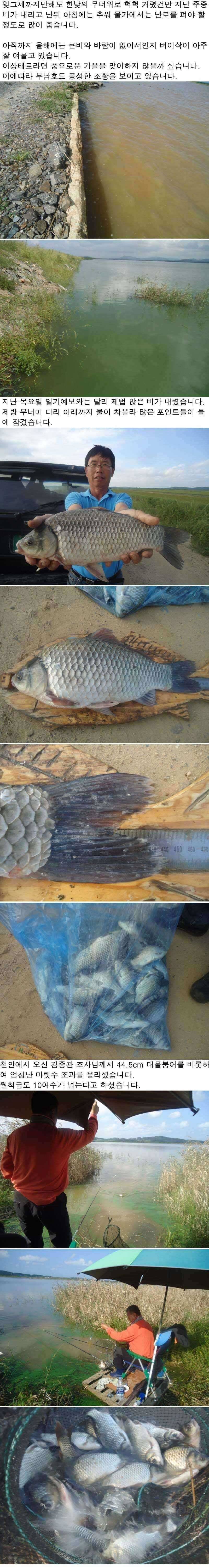 91 부남호 445cm 대물붕어 및 풍성한 마릿수 조황 (조황조행기 - 특파원조황)