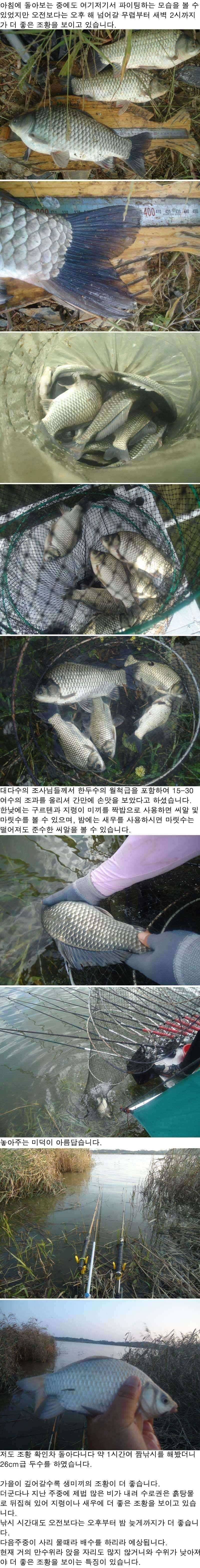 91 부남호 445cm 대물붕어 및 풍성한 마릿수 조황 (조황조행기 - 특파원조황)